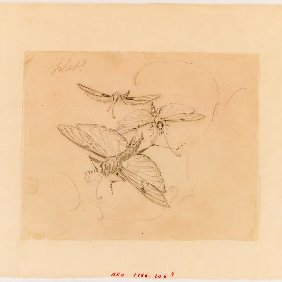 mile Gall Marquetry "Mayfly and Ferns" Coffret